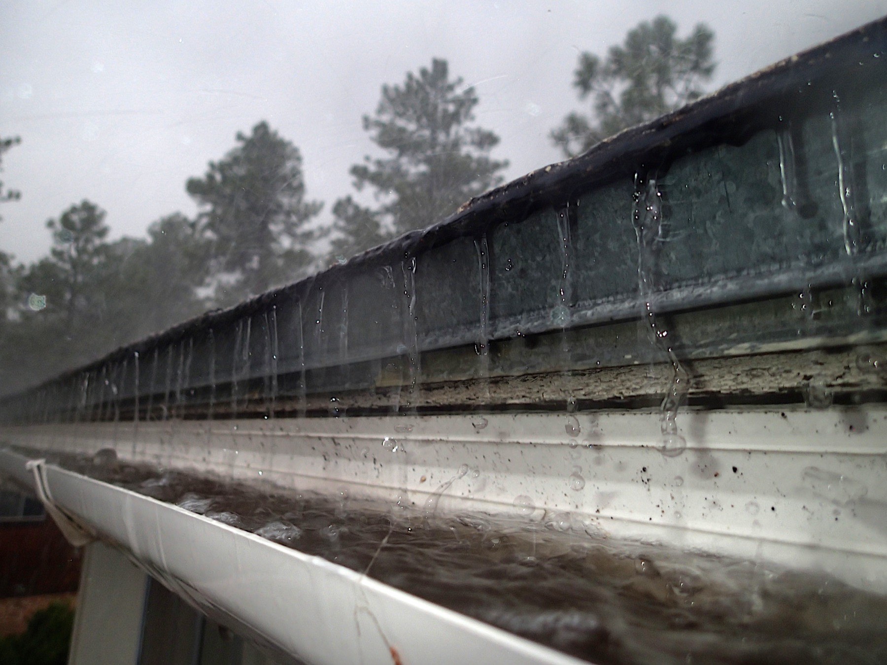 A white K-style gutter running full in a heavy rain, with water sheeting off the roof edge into it and conifers behind