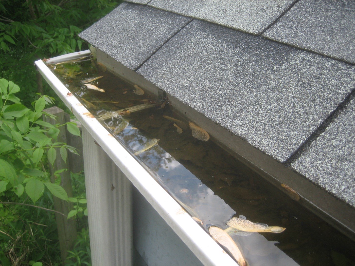 Looking along a white gutter under gray asphalt shingles, with leaves floating in standing water