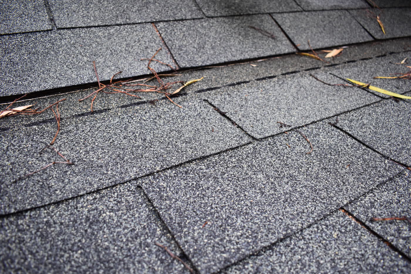Close view of gray 3-tab shingles, with needles and leaf litter caught along a course line
