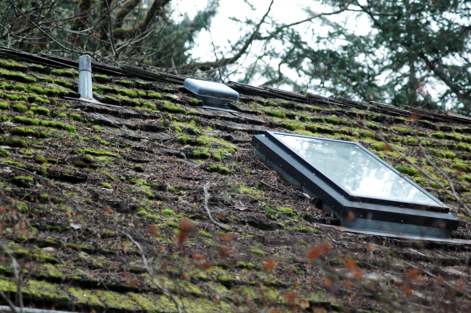 Moss growing along the courses of a shingle roof around a skylight